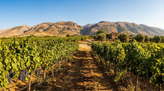 Domaine de Baal : l'excellence bio du terroir libanais