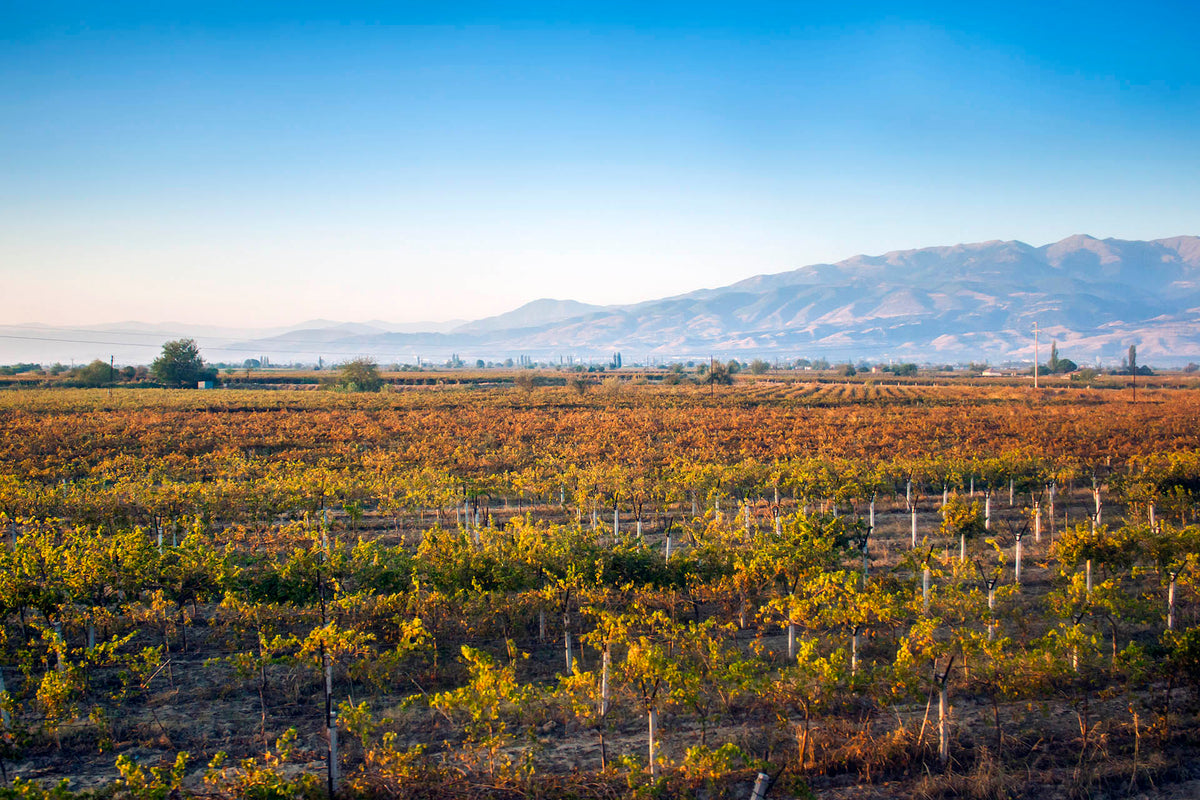Vins d'Anatolie Centrale