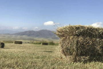 Aragatsotn