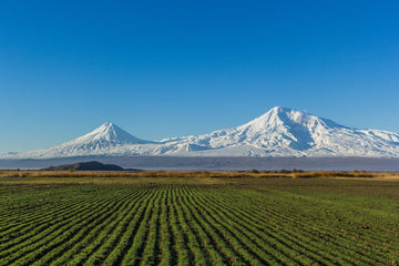 Ararat 